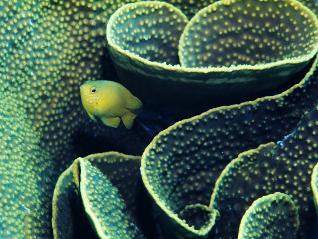 Lemon_Damselfish