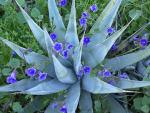 Desert_Bluebells