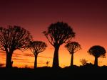 Kokerboom_Tree