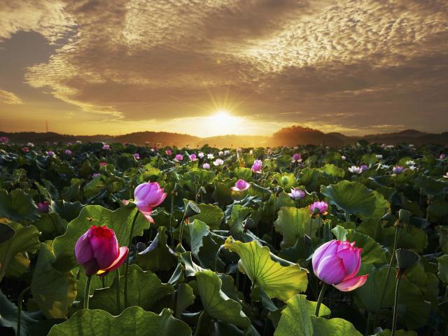 Lotus_Flowers