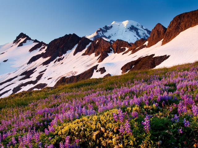 Lupine_Mount_Baker