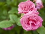 Pink_Roses