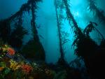 Kelp_Forest