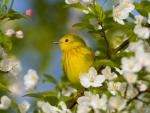 Yellow_Warbler_Crane