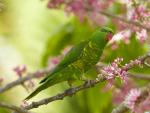 Scaly-Breasted_Lorikeet