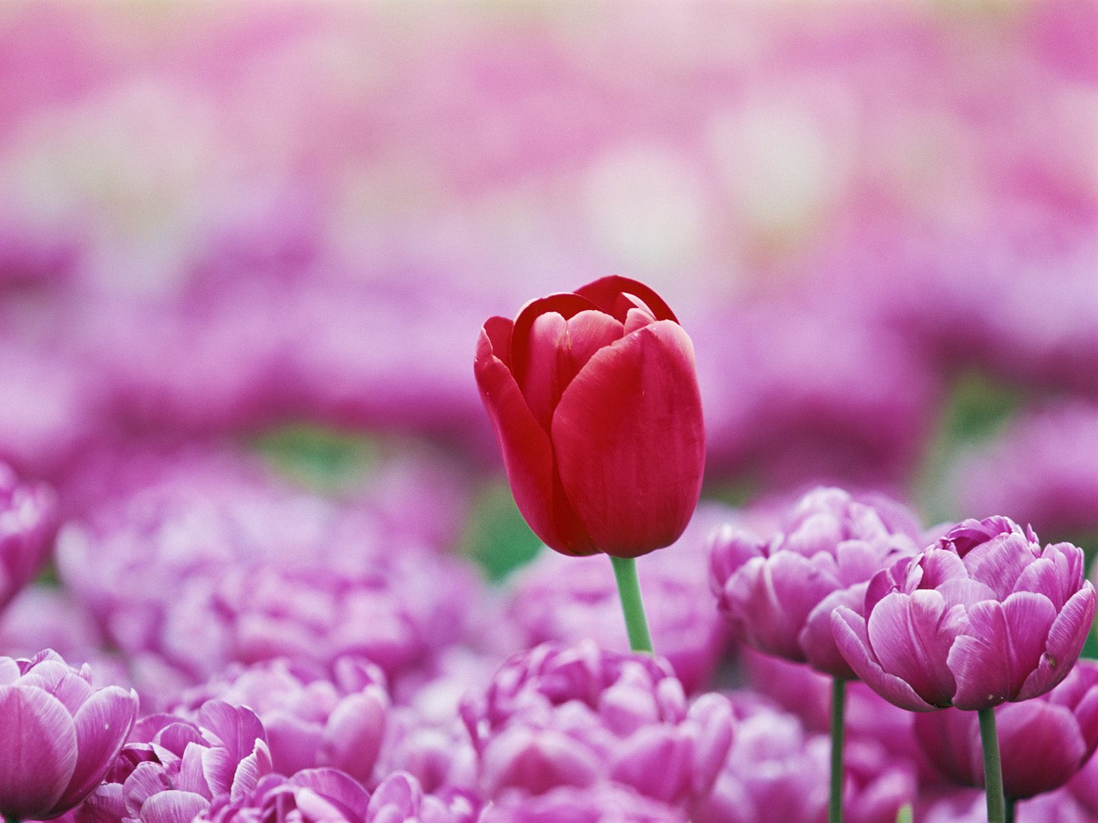 Tulips_Alkmaar
