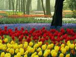 Tulips_Keukenhof