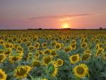 Field_of_Sunflowers