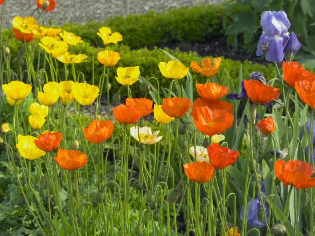 Poppies_and_Iris