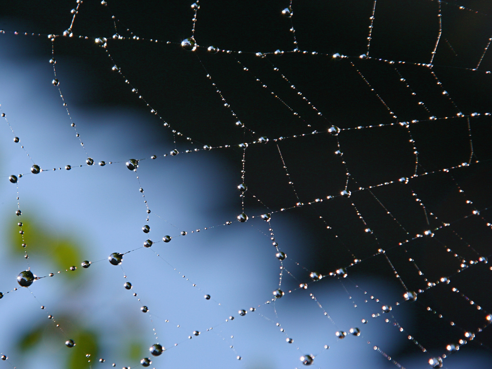Morning_Dew_on_Web