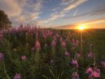 Prairie_Wildflowers