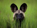 African_Wild_Dog