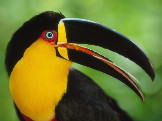 Aerial_Toucan_Iguazu