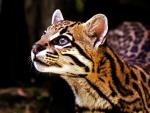 Ocelot_Torbiera