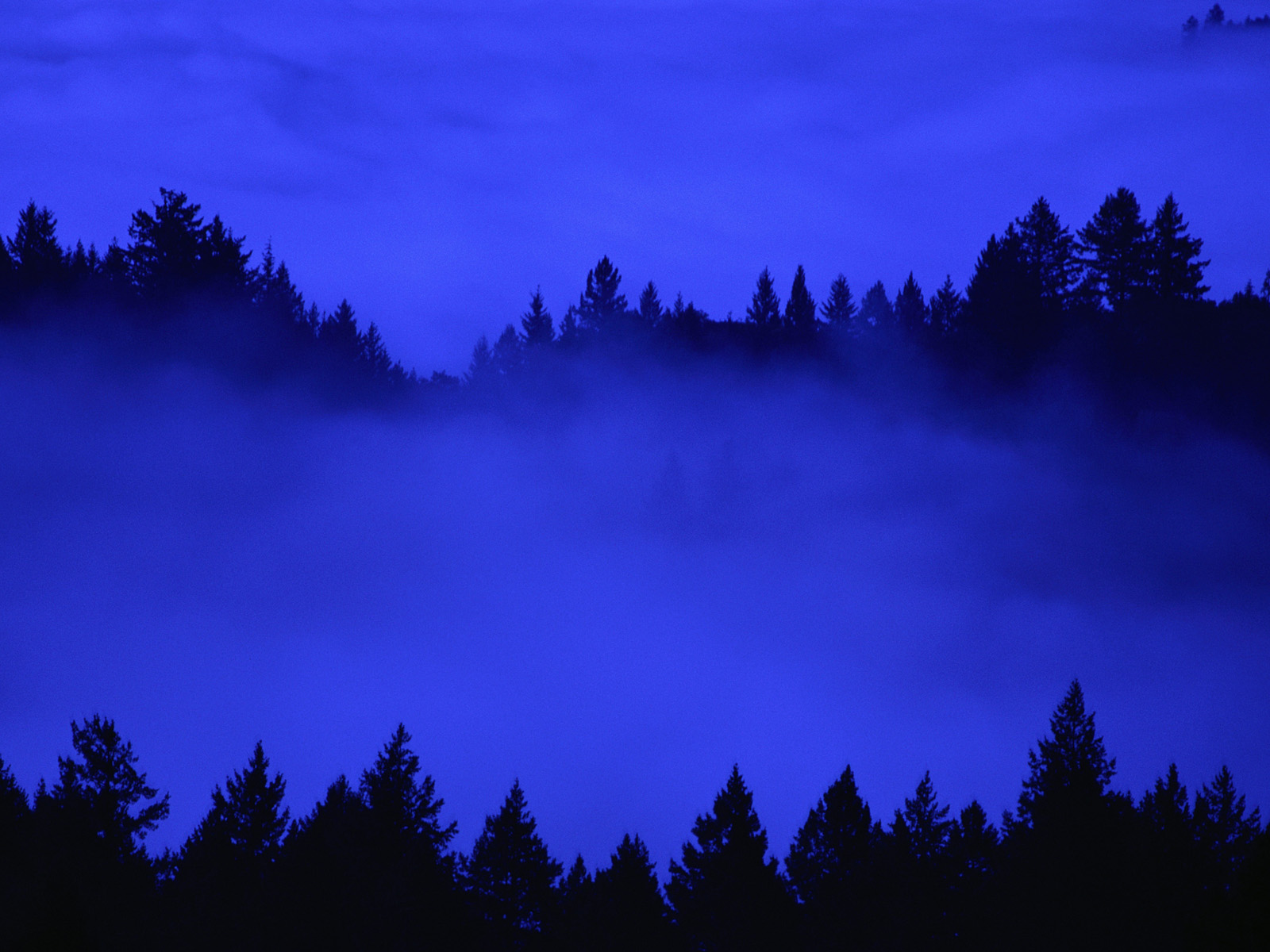 Tree_Tops_in_Fog