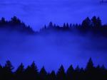 Tree_Tops_in_Fog