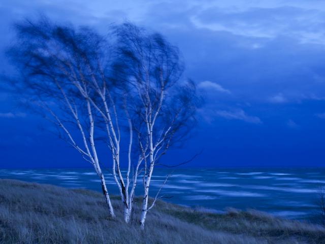 Birch_Trees_Lake