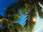 Caribbean_Palm