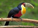 Red-Breasted_Toucan