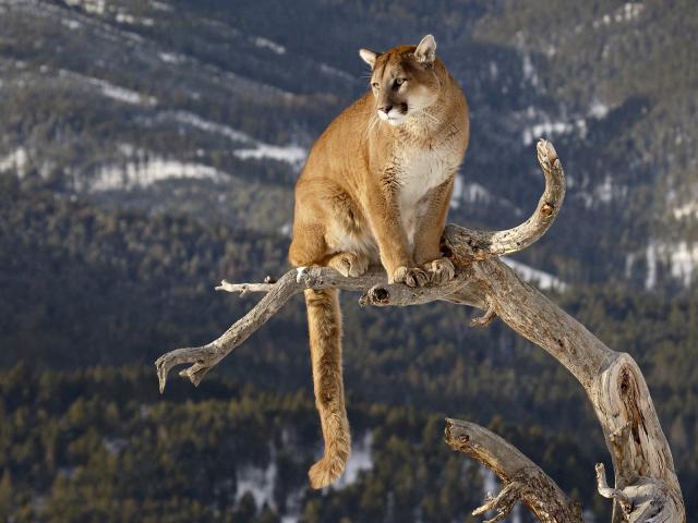 Mountain_Lion_Bo