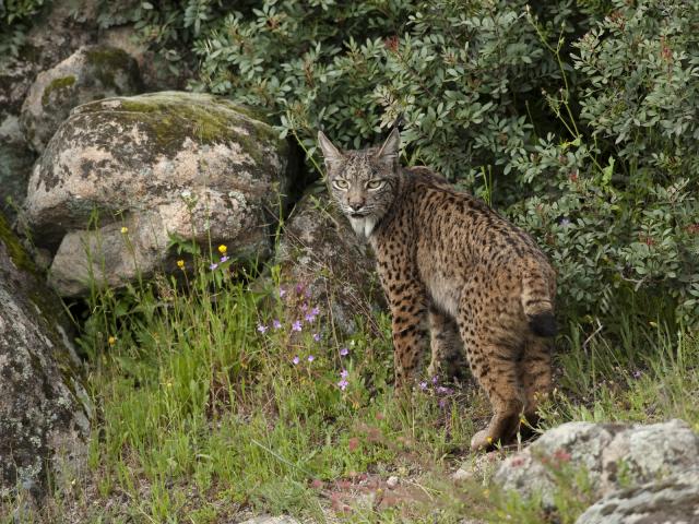 Spanish_Lynx_Sierra