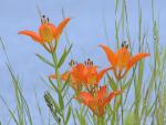 Wood_Lily_Bow