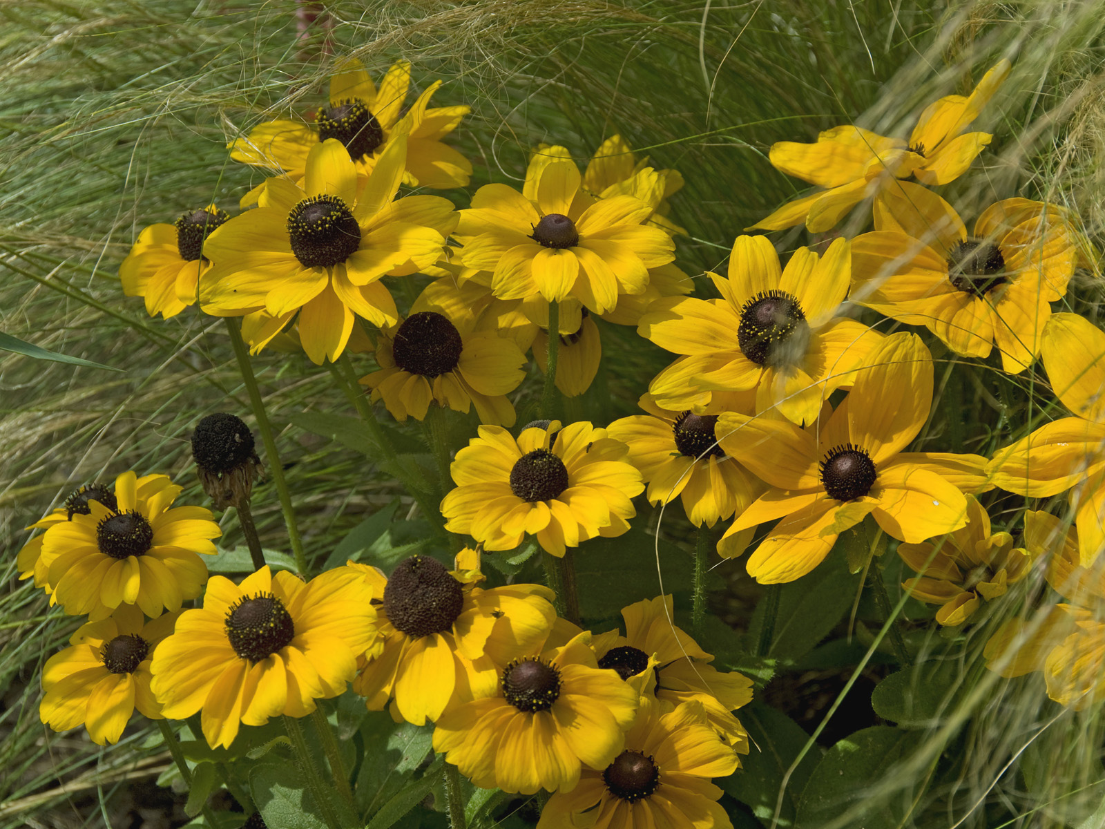 Black-Eyed_Susans