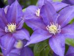 Clematis