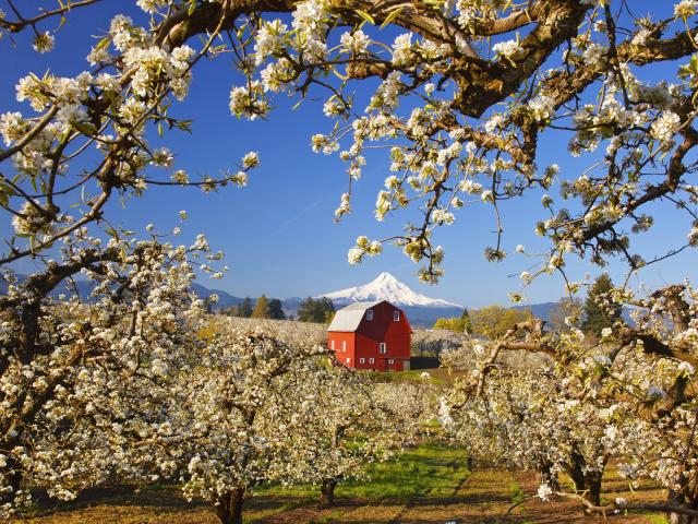 Hood_River_Valley