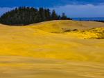 Oregon_Dunes