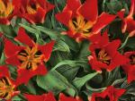 Red_Lilies