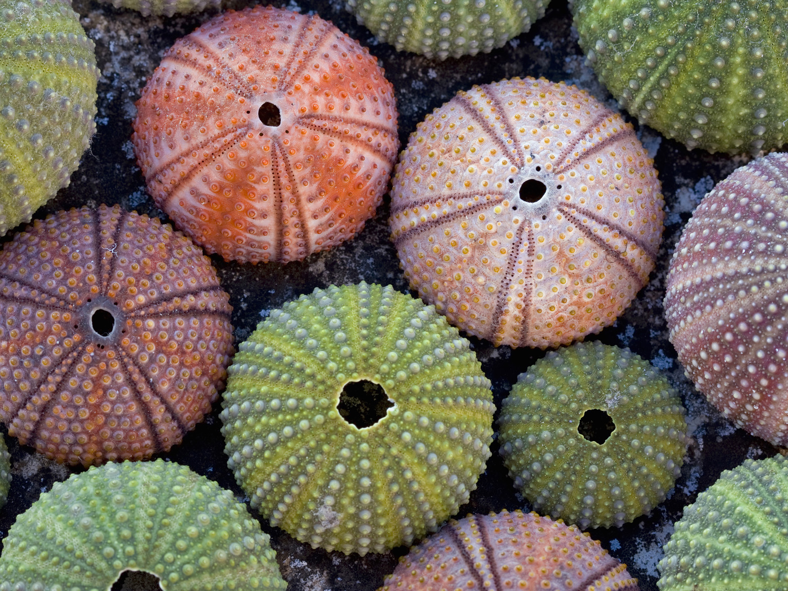 Skeletons_of_Echinoderms