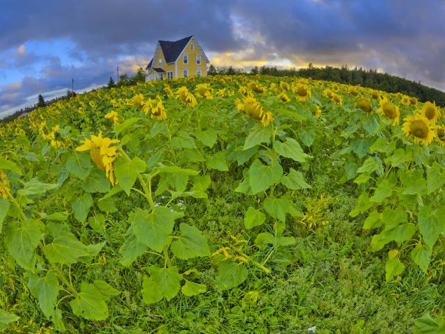 Sunflower_1