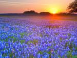 Texas_Bluebonnets