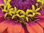 Zinnia_Flower_Maine