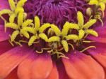 Zinnia_Flower_Maine