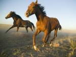 Quarter_Horses
