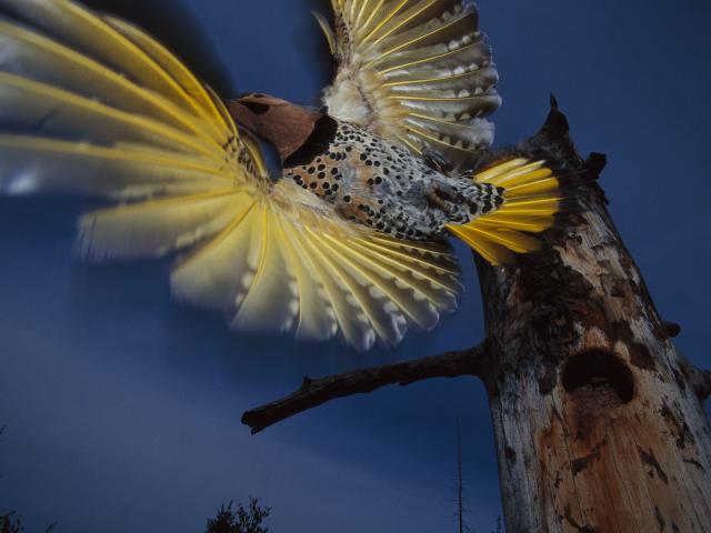 Woodpecker_Taking