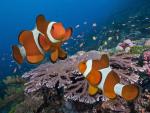 Clownfish_Pair_Ko