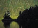 Coastal_Forest