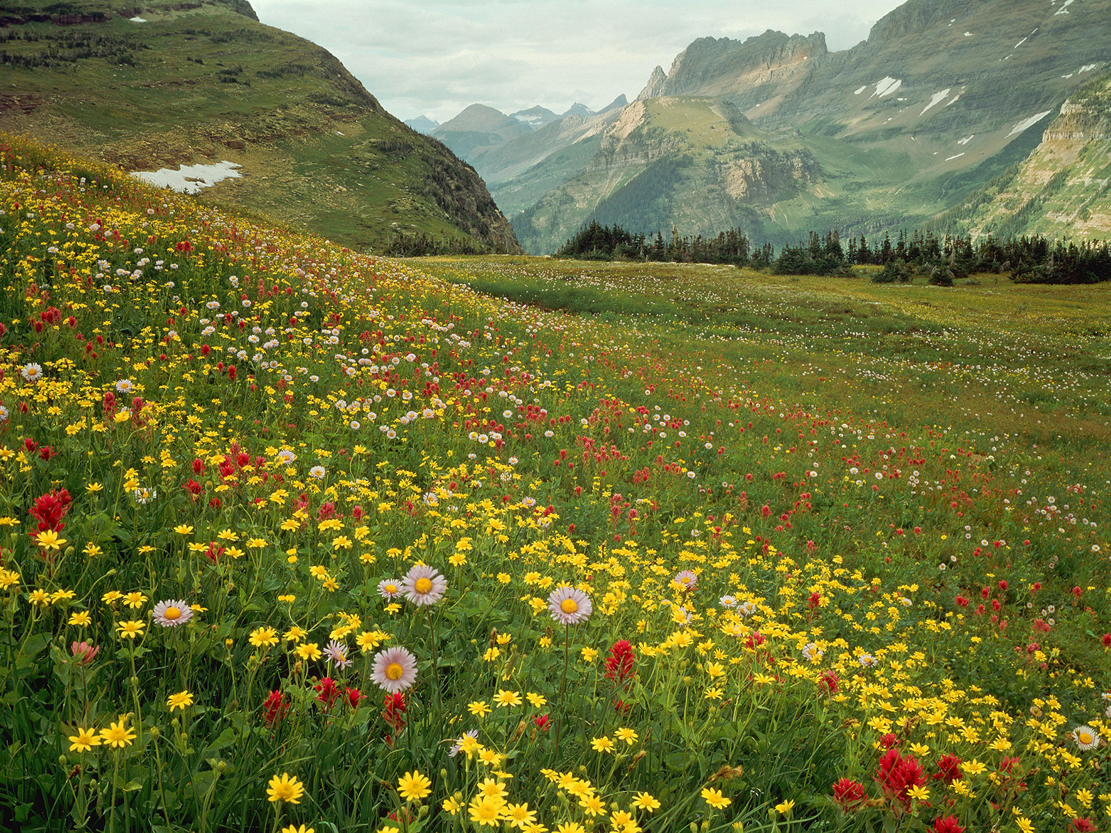 Alpine_Wildflowers