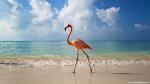 Birds_114