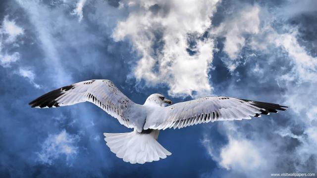 Birds_115