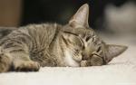 cat_217