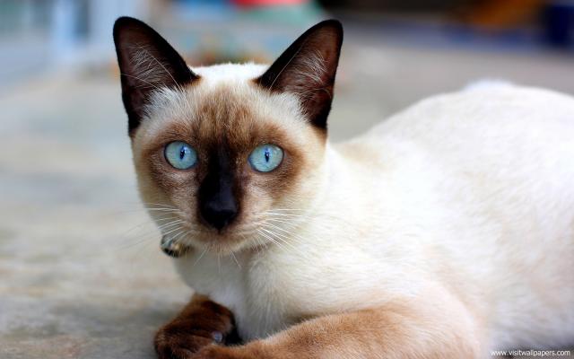 cat_227
