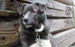 dog_442