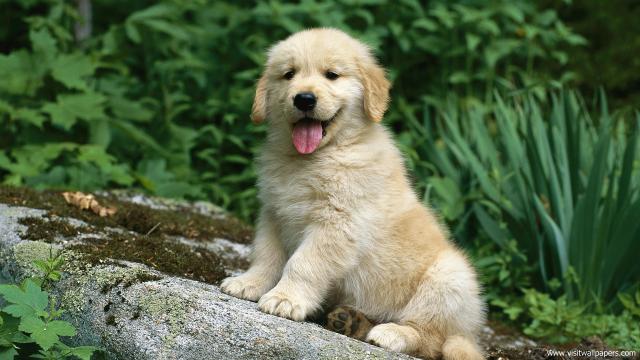 dog_445