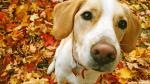 dog_446