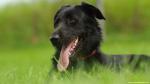 dog_448
