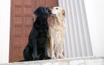 dog_452